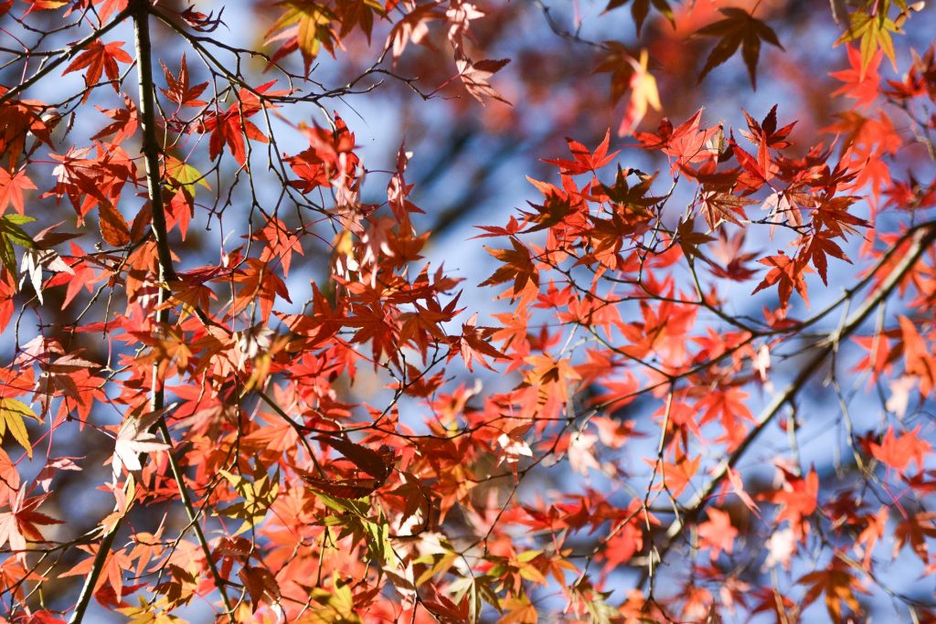 VOYAGE A TOKYO : LES MEILLEURS SPOTS OU ADMIRER LES MOMIJI ET GINKGO EN ...