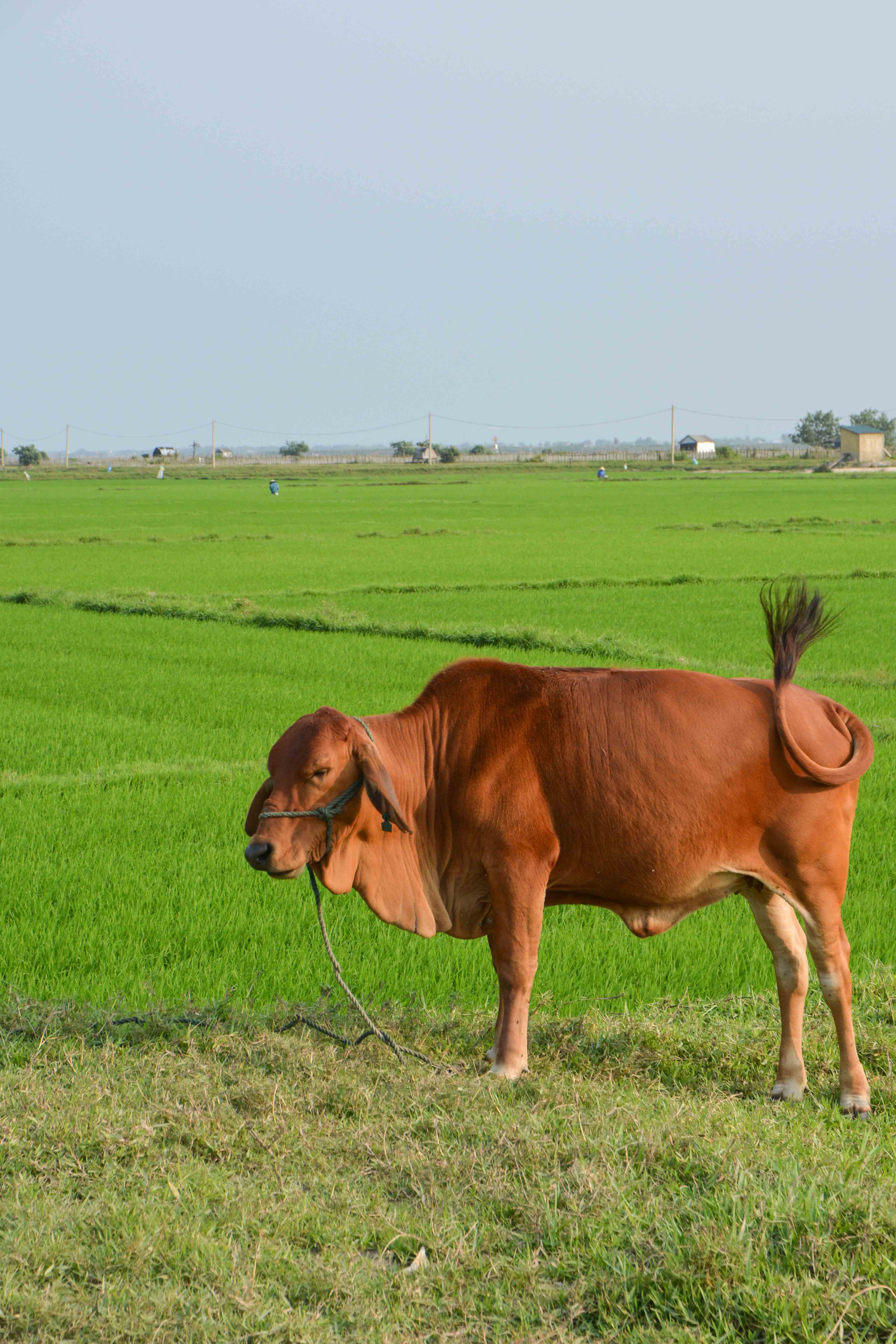 dans les alentours de Hué au Vietnam
